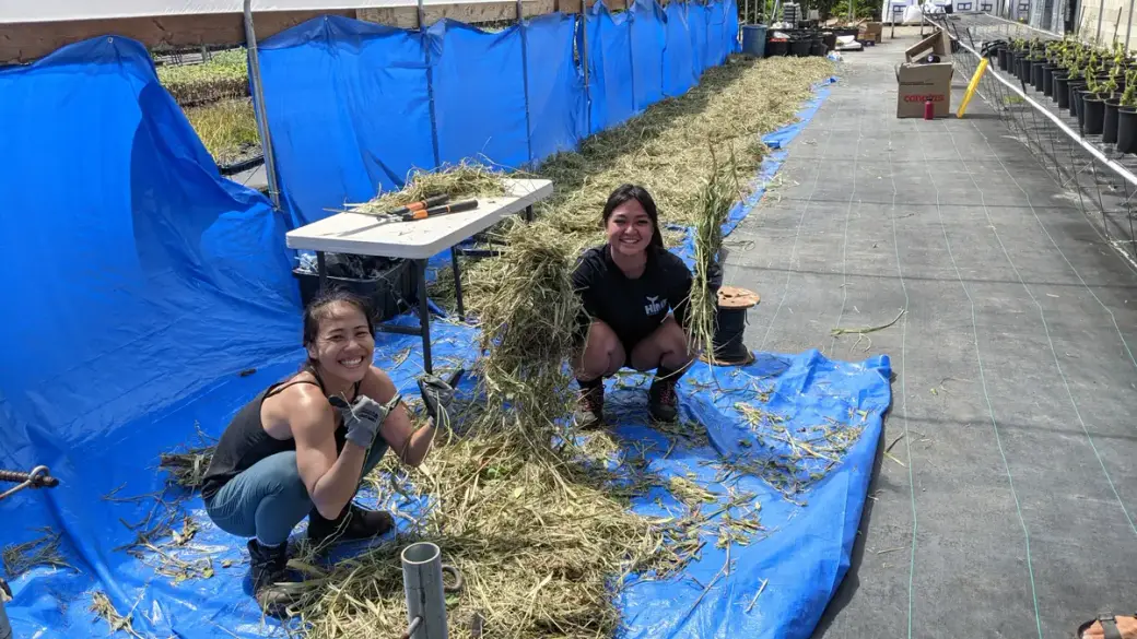 Naomi and Jenn clearing invasive grass.